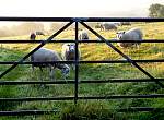 F51T2660 seatown sheep.JPG